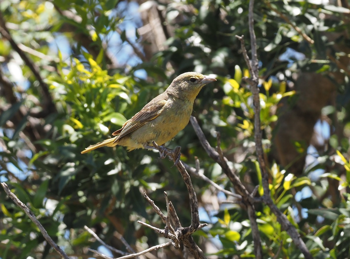 Hepatic Tanager - ML570718821