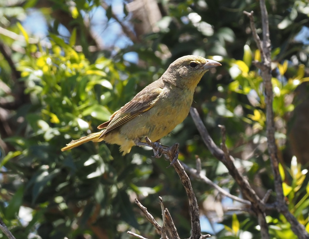 Hepatic Tanager - ML570718841