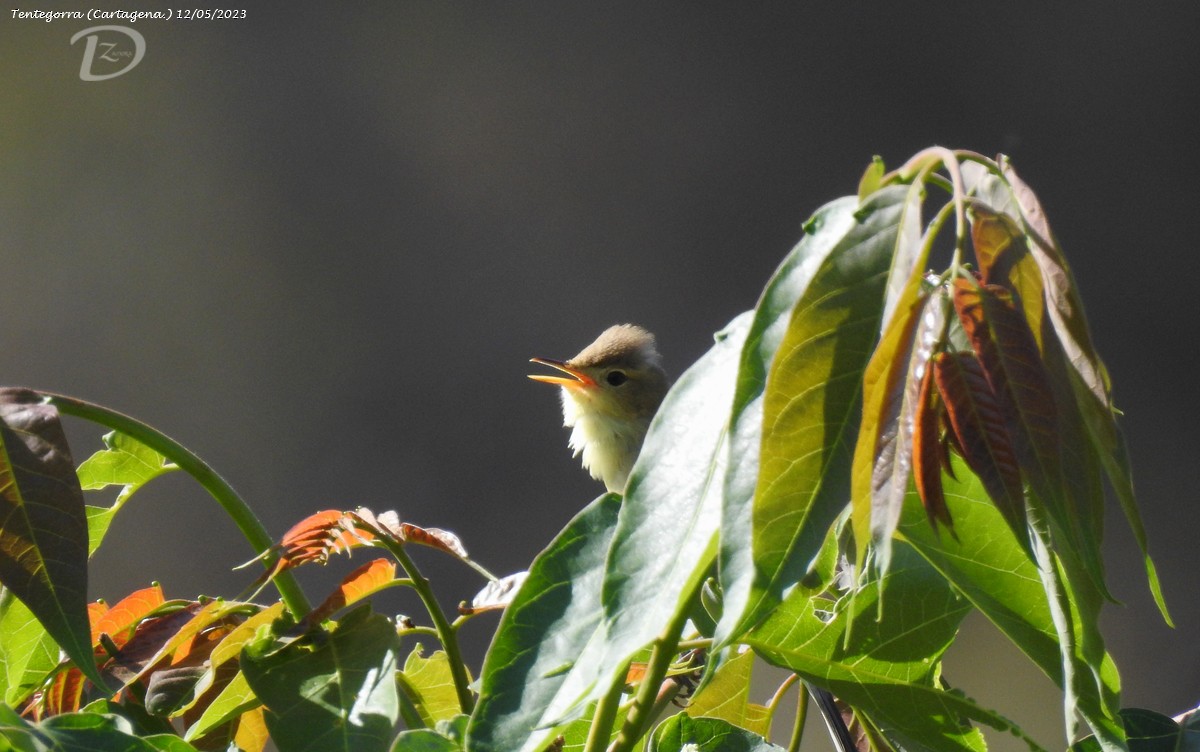 Melodious Warbler - ML570719261