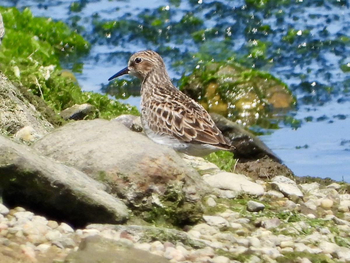 eBird Checklist 12 May 2023 Cold Spring Harbor, Inner Harbor 3