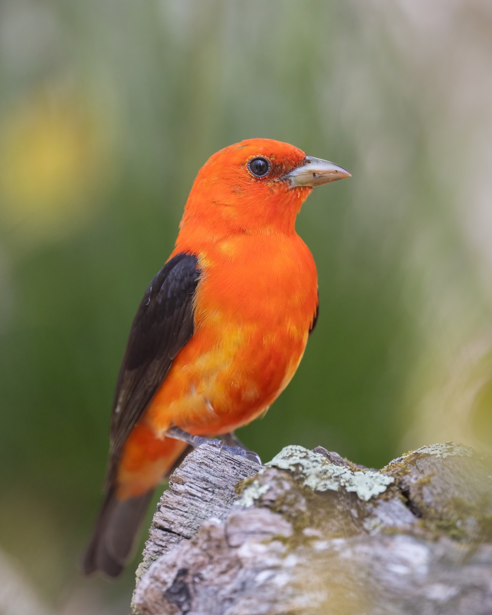 Scarlet Tanager - ML570722151