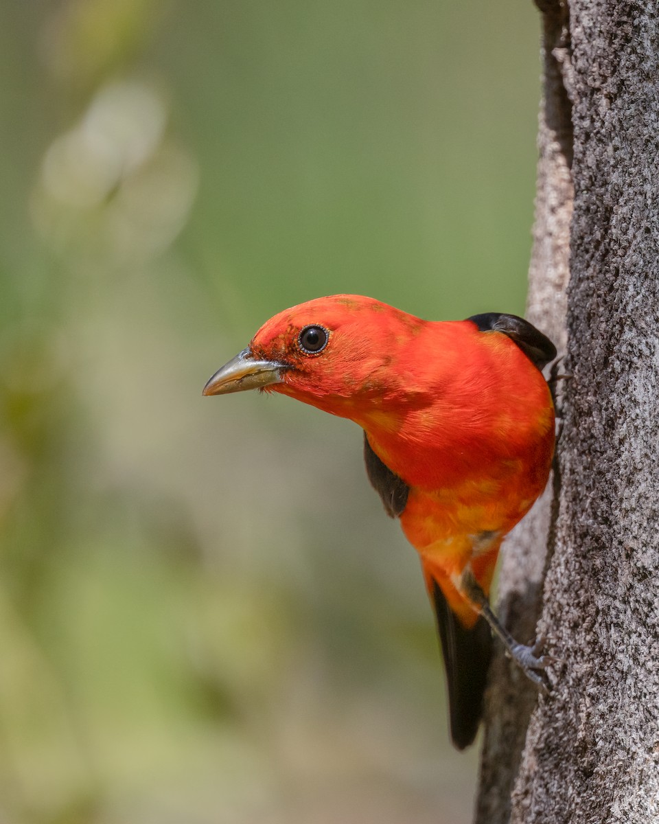 Scarlet Tanager - ML570722201