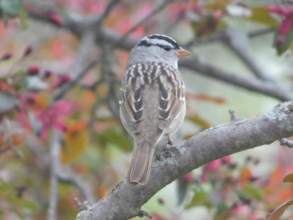 White-crowned Sparrow - Don Nussbaum