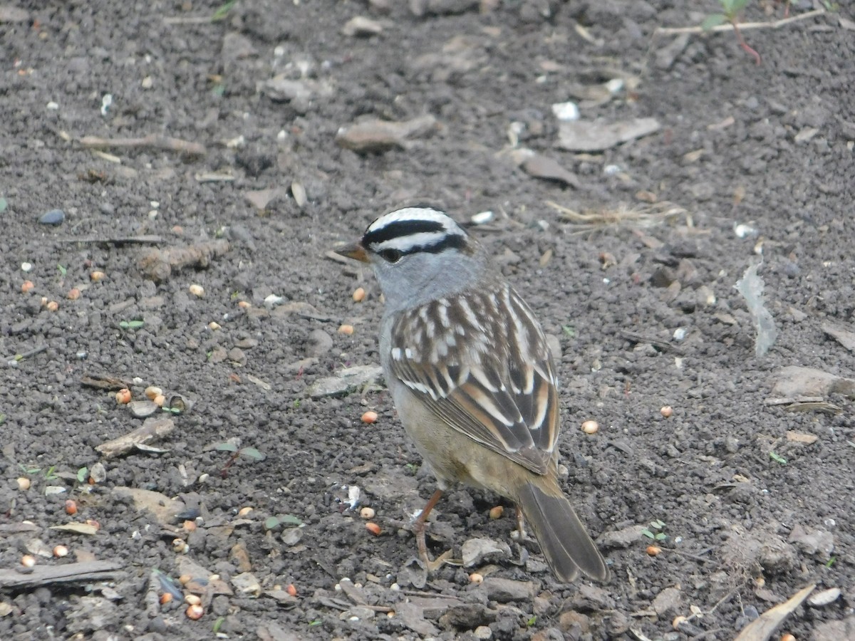 White-crowned Sparrow - ML570722801
