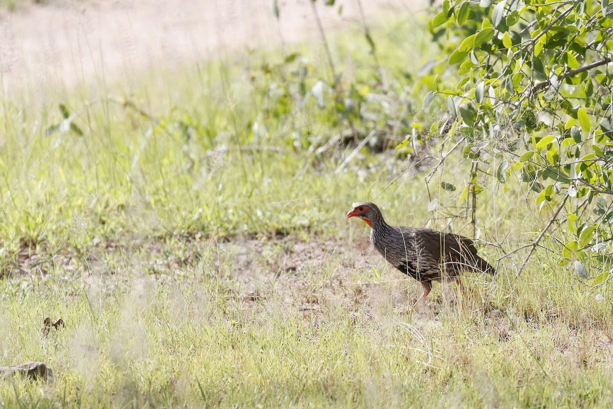 Red-necked Spurfowl - ML570729571