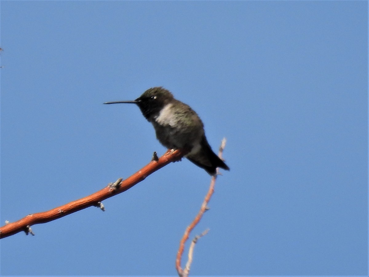 Black-chinned Hummingbird - ML570730071