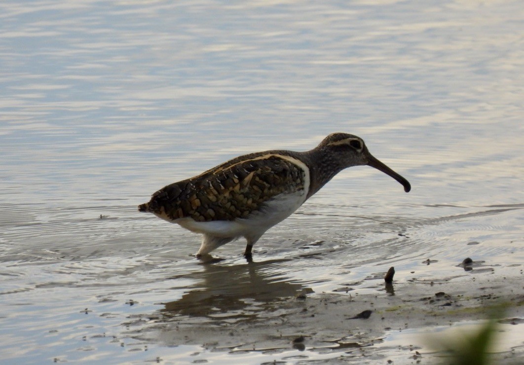 Greater Painted-Snipe - ML570732431