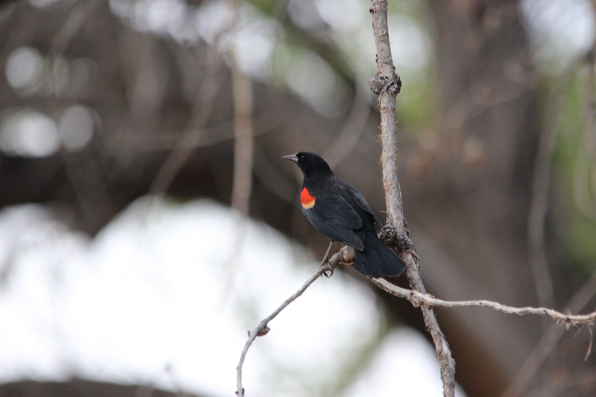 Red-winged Blackbird - ML57073851