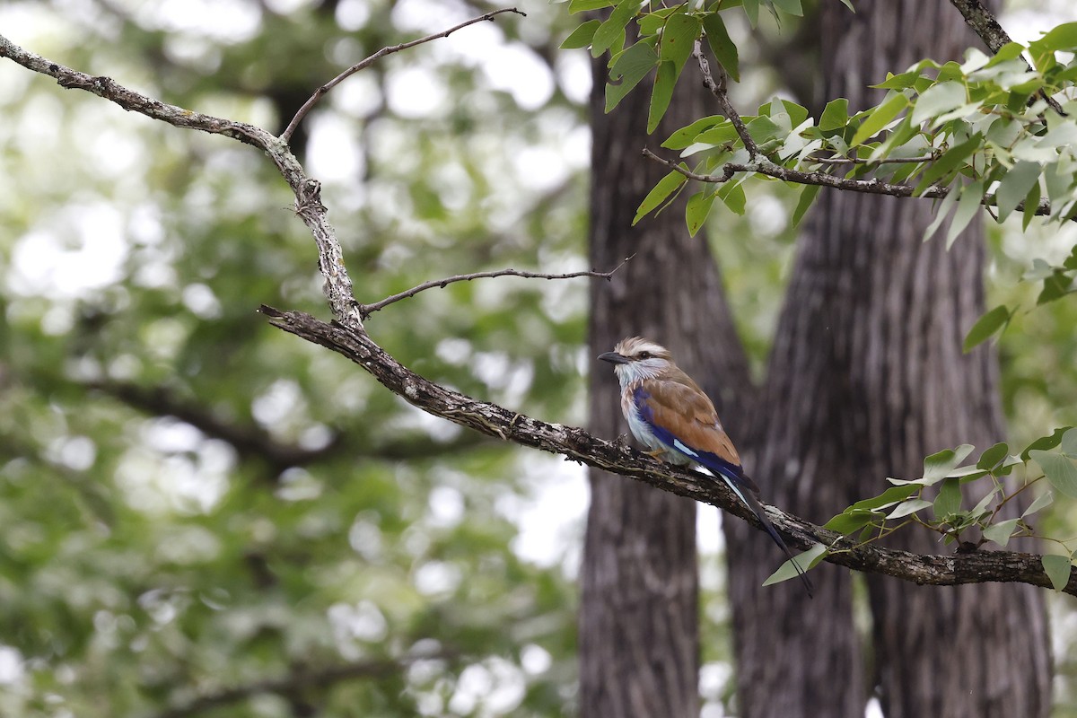 Racket-tailed Roller - ML570739001