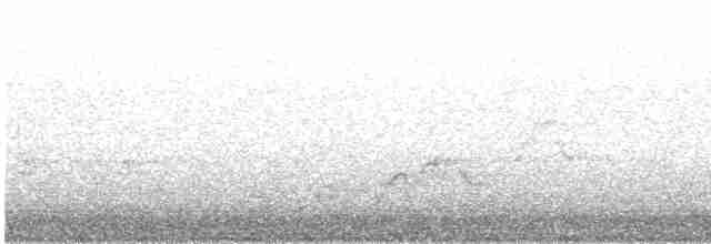 Дрізд-короткодзьоб Cвенсона [група ustulatus] - ML570740981