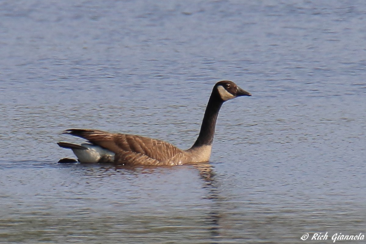 eBird Checklist 11 May 2023 Nanticoke Wildlife AreaPhillips