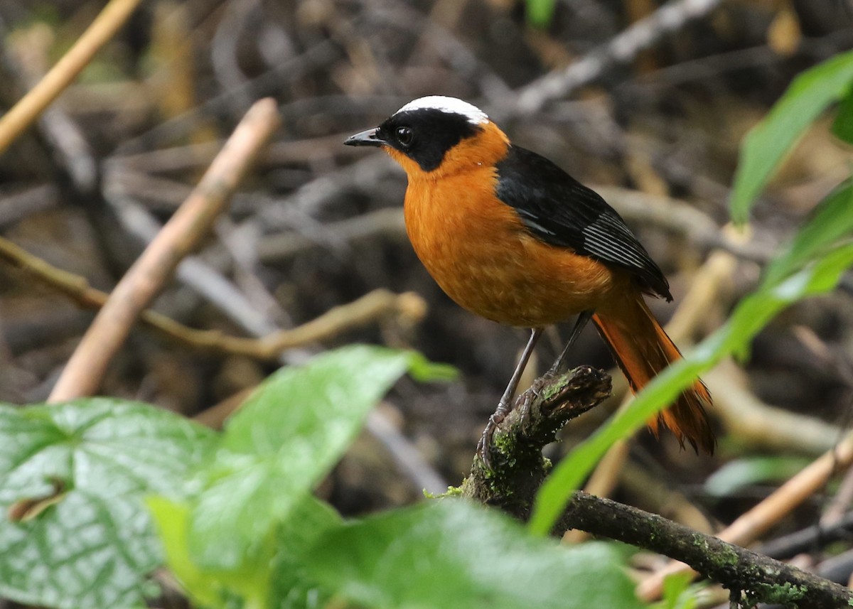 Snowy-crowned Robin-Chat - ML570747021