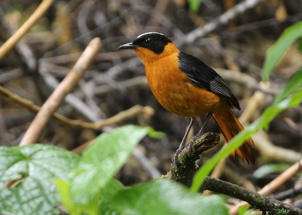 Snowy-crowned Robin-Chat - ML570747031