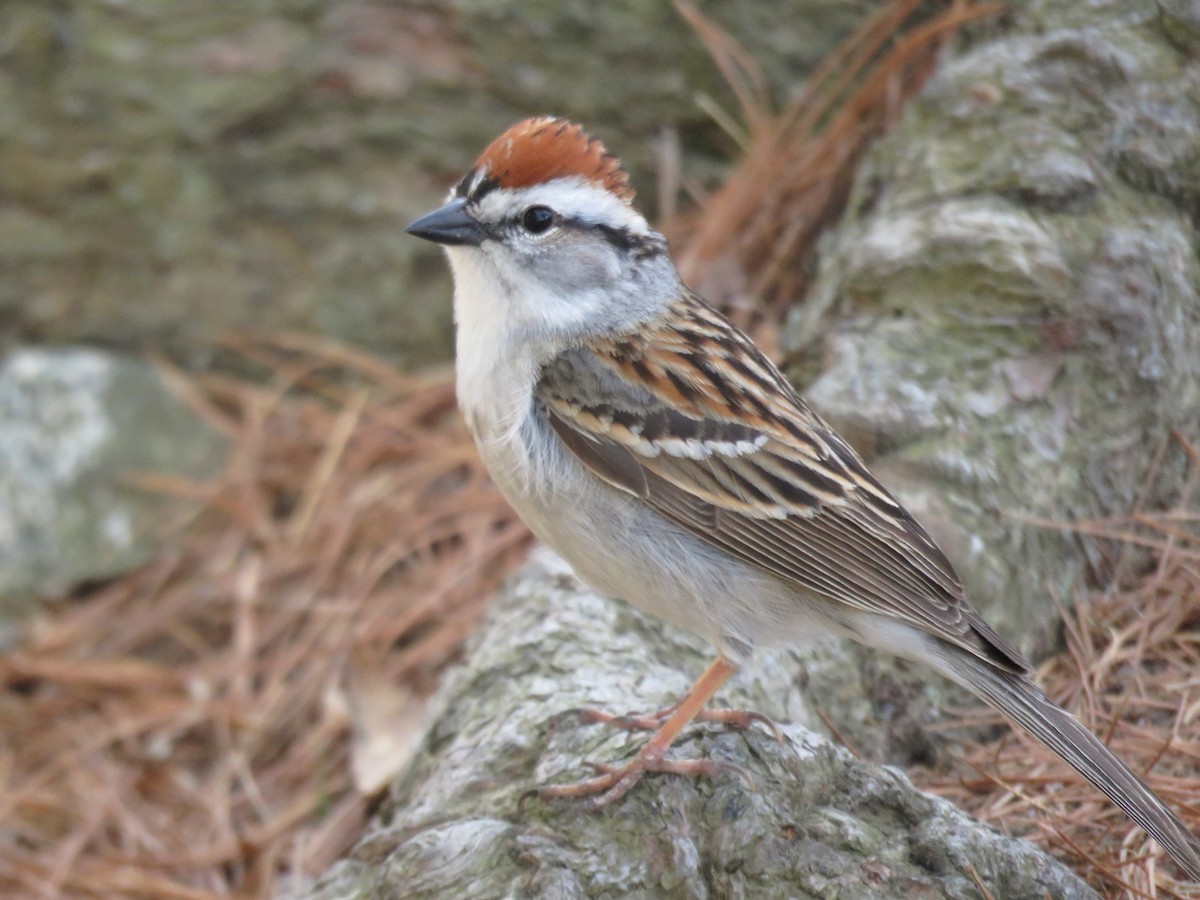 Chipping Sparrow - ML570750251