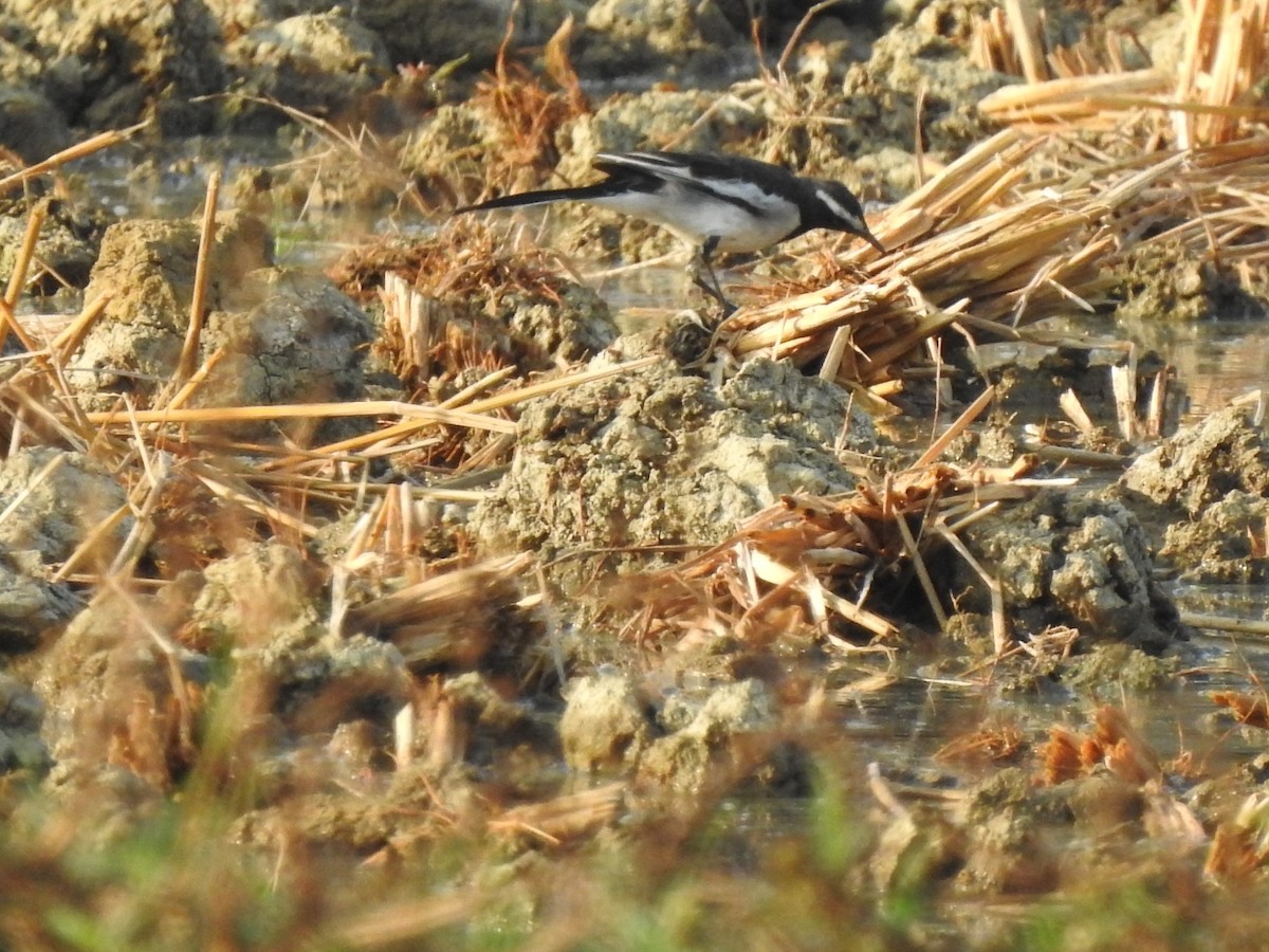White-browed Wagtail - ML570751571