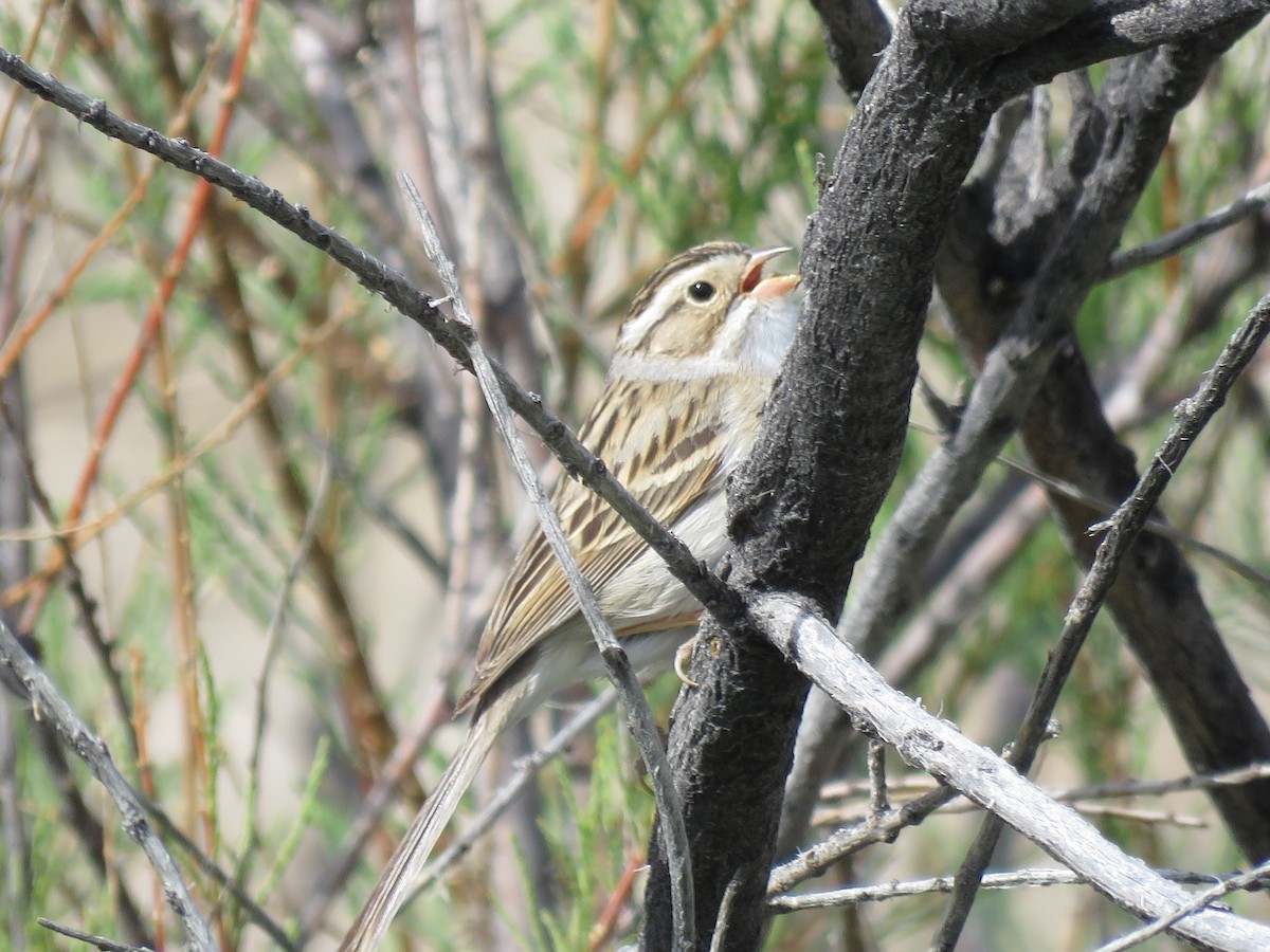 Clay-colored Sparrow - ML570752511
