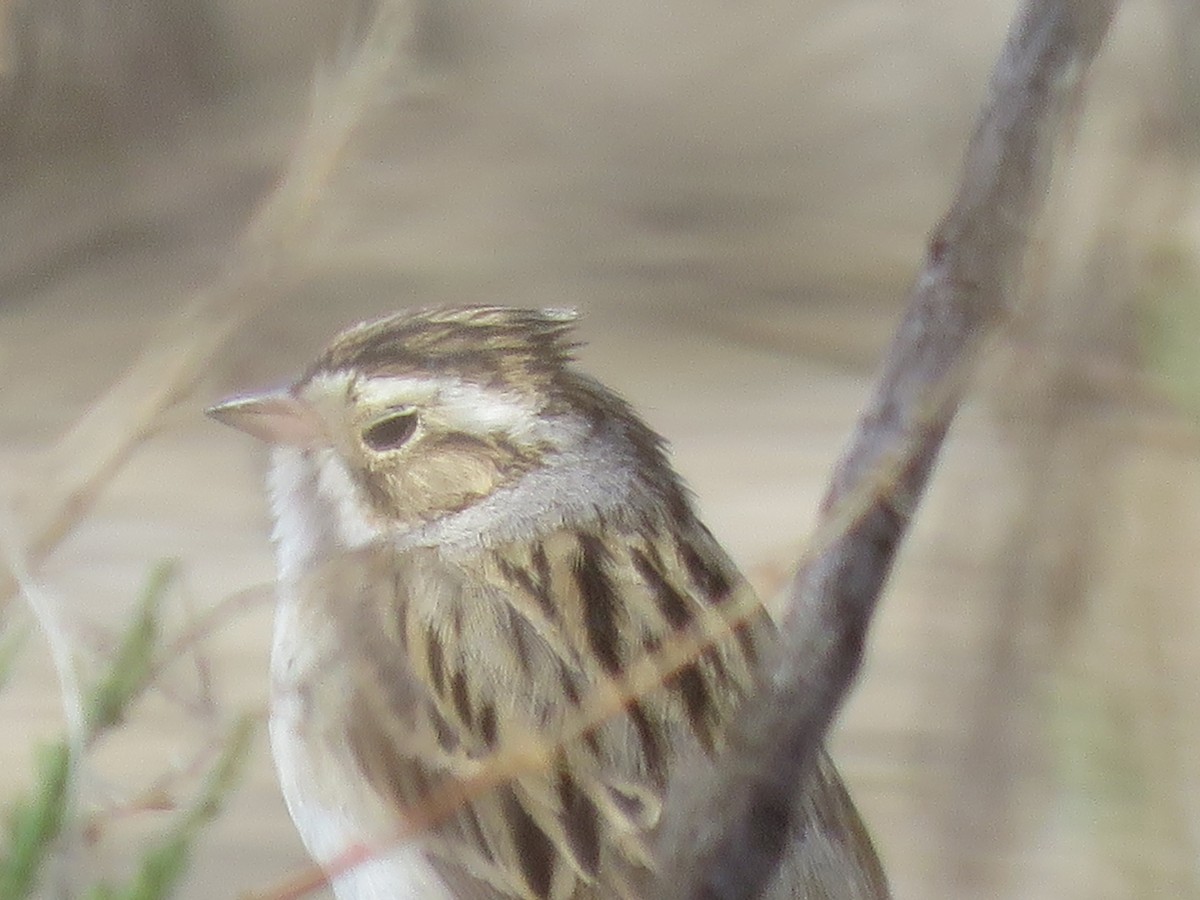 Clay-colored Sparrow - ML570752621