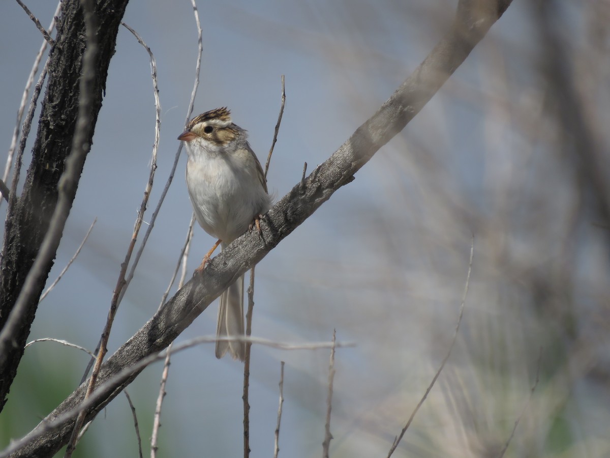 Clay-colored Sparrow - ML570753261