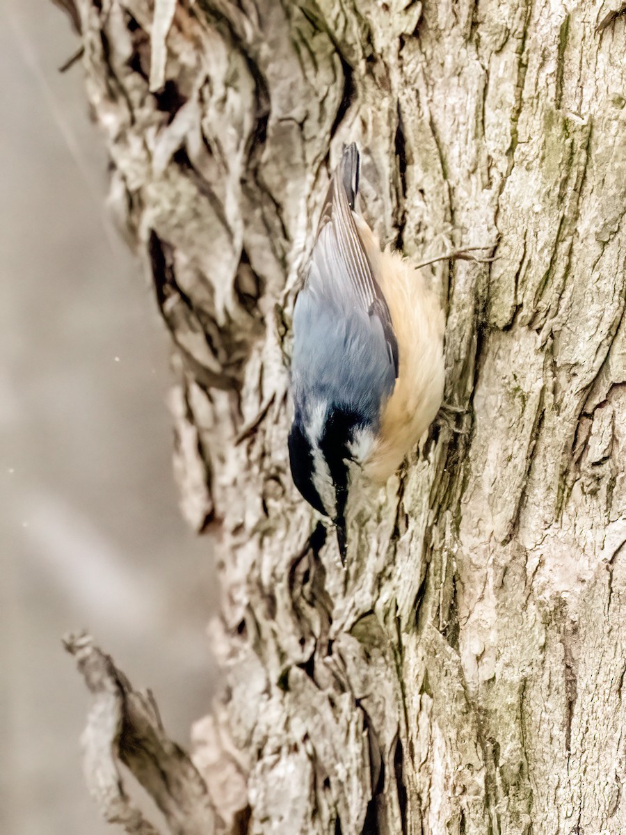 Red-breasted Nuthatch - Clark Johnson