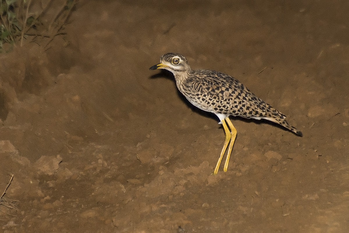 Spotted Thick-knee - Miguel Rouco
