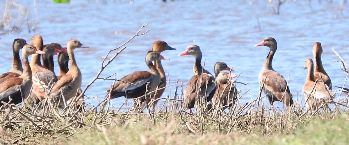 Fulvous Whistling-Duck - ML570763721