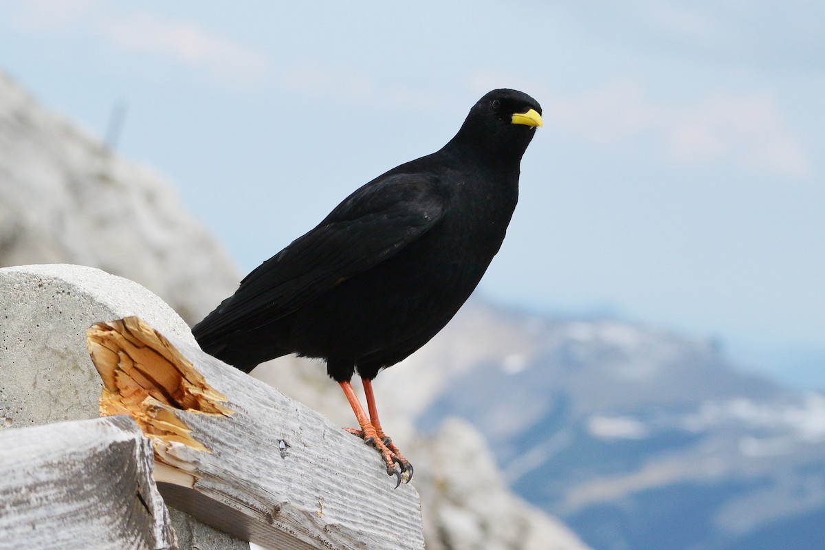 Yellow-billed Chough - Andreas Deissner