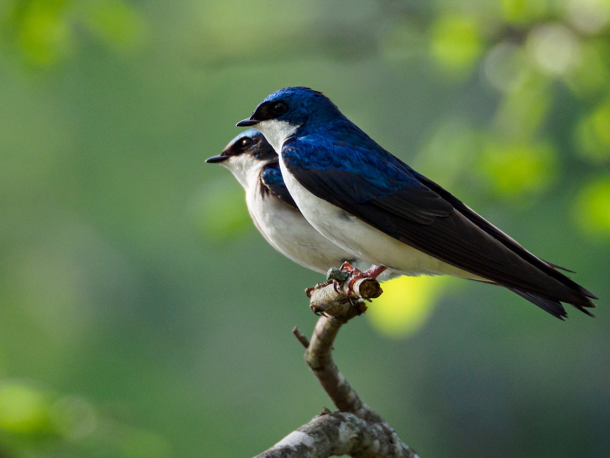 Tree Swallow - Robert Priddy