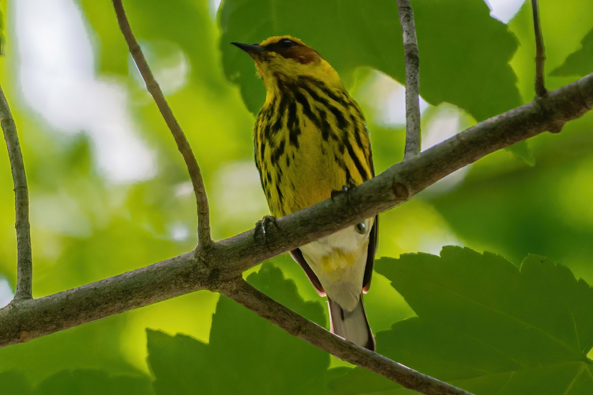 Cape May Warbler - ML570772991