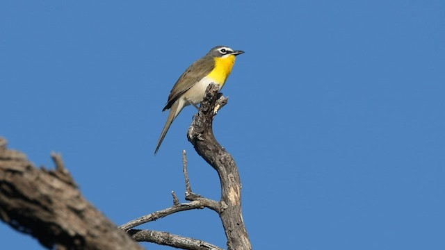 Yellow-breasted Chat - ML570776231