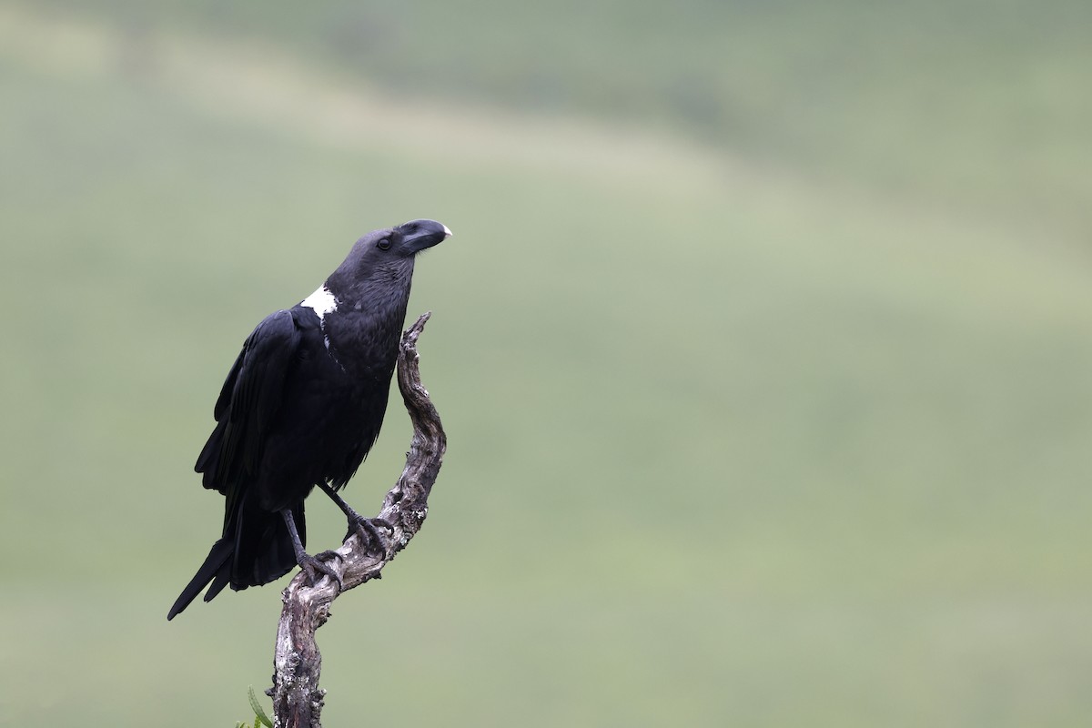 White-necked Raven - Daniel Branch