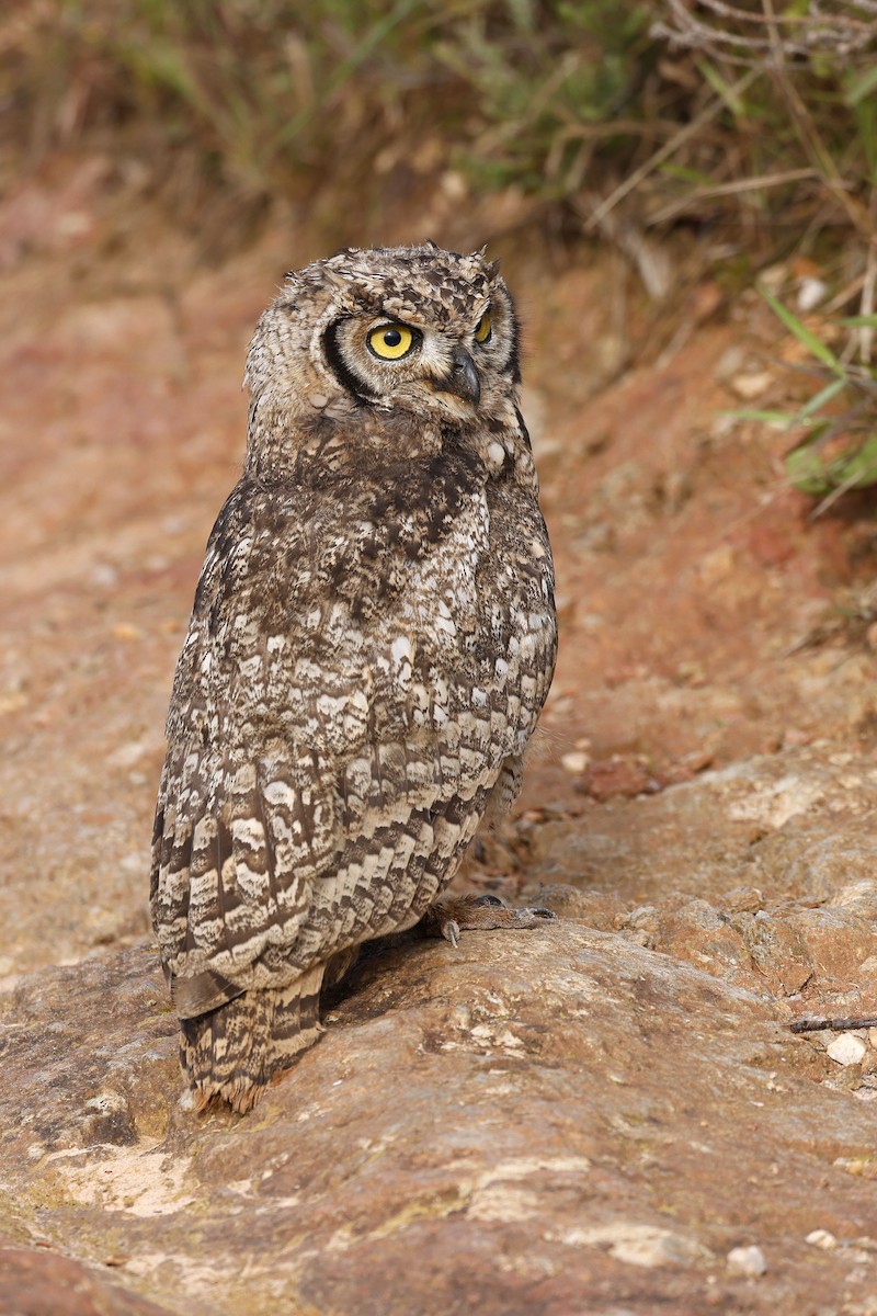 Spotted Eagle-Owl - ML570779281