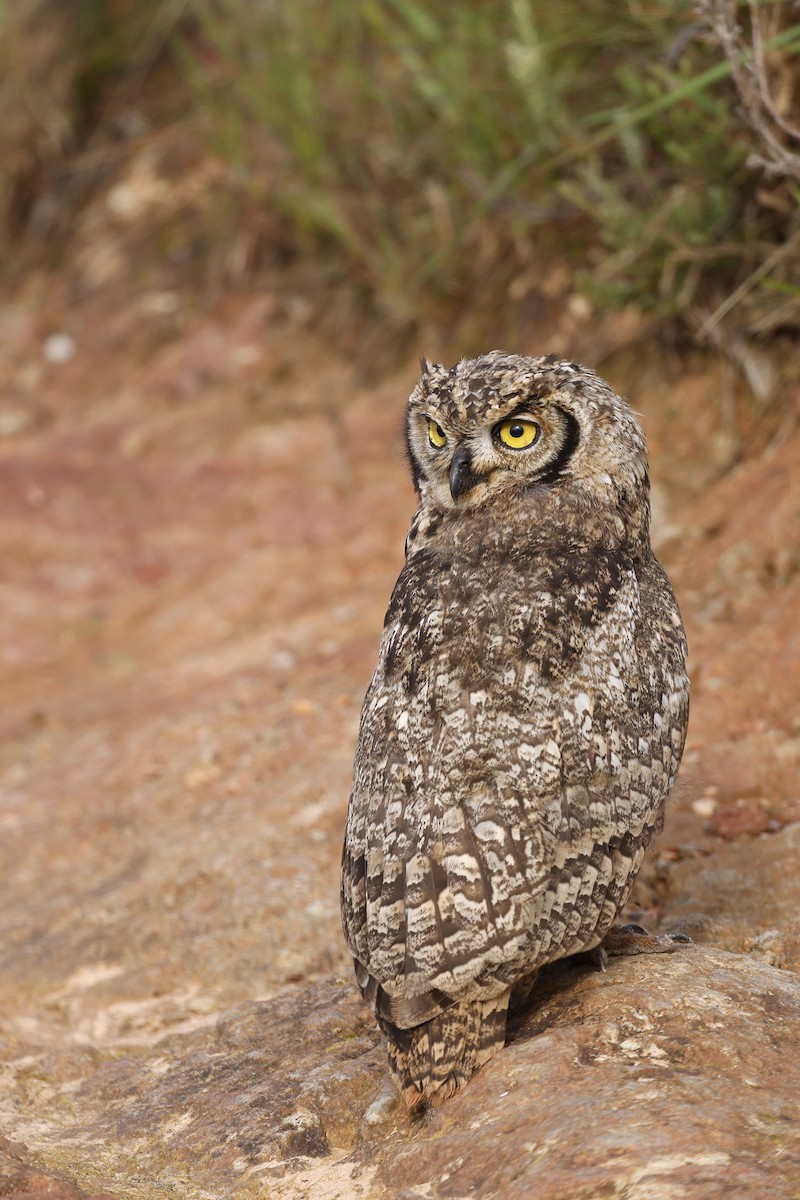 Spotted Eagle-Owl - ML570779291