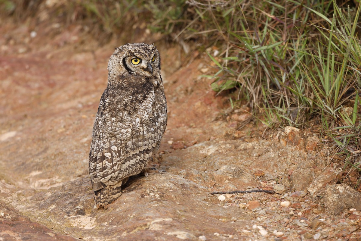 Spotted Eagle-Owl - ML570779301