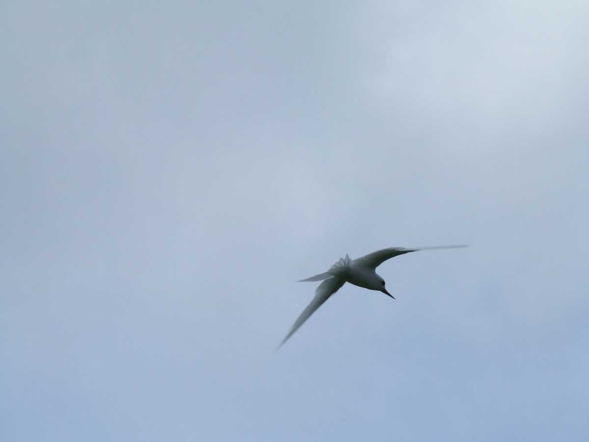White Tern - ML57078321