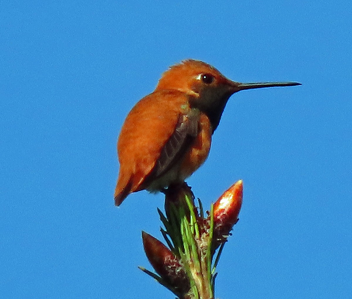 Rufous Hummingbird - Jim Scott