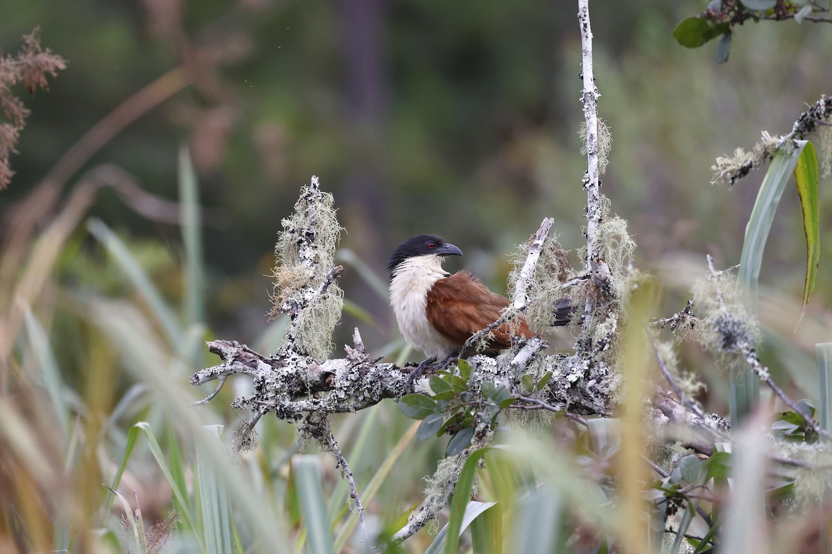 White-browed Coucal (Burchell's) - Daniel Branch