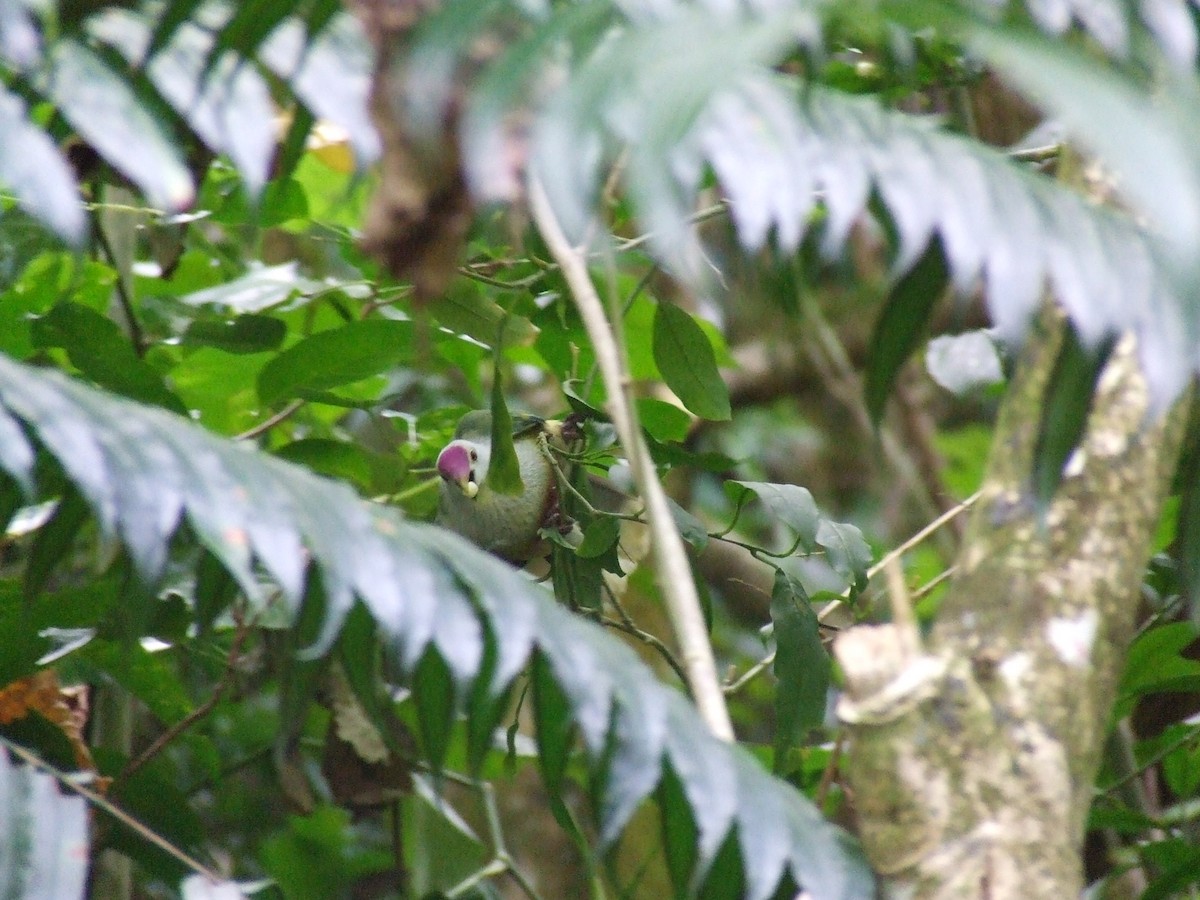 Cook Islands Fruit-Dove - ML57078581
