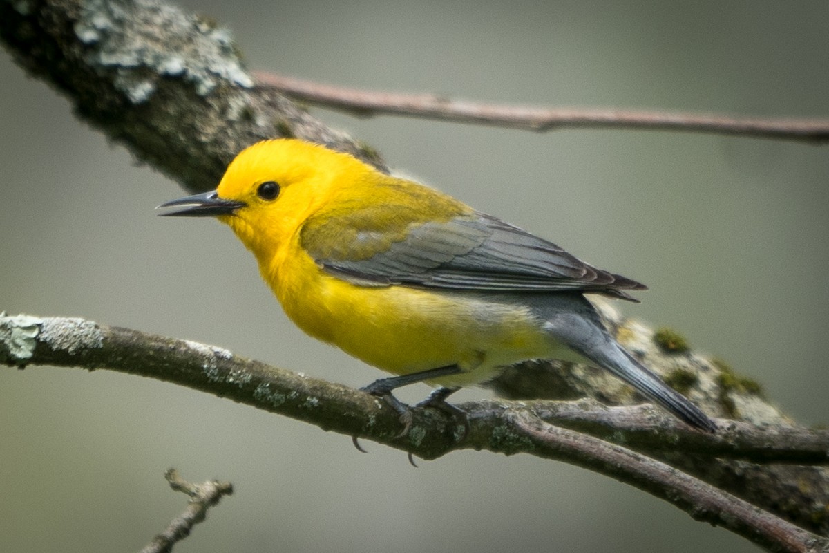 eBird Checklist - 12 May 2023 - Delaware and Raritan Canal SP--Dyson ...