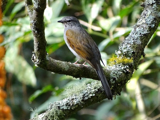 Brown Backed Solitaire Ebird