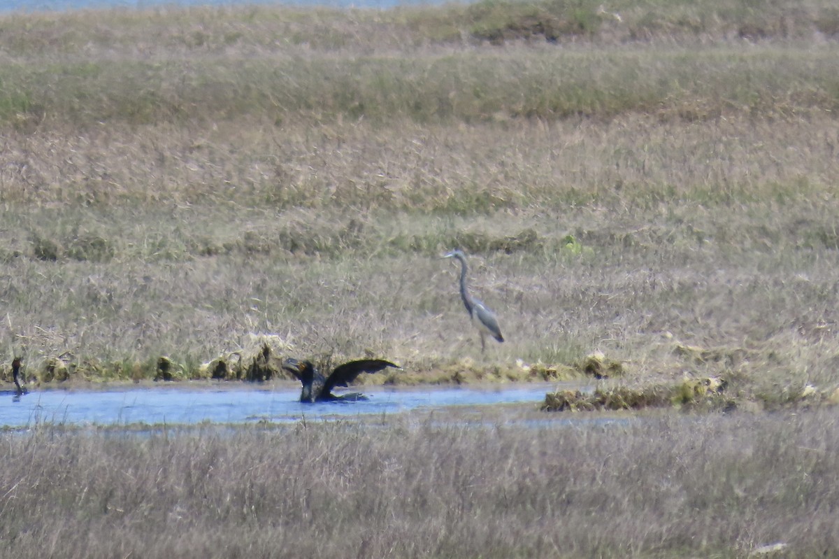 eBird Checklist 12 May 2023 Fort Hill, Eastham 34 species