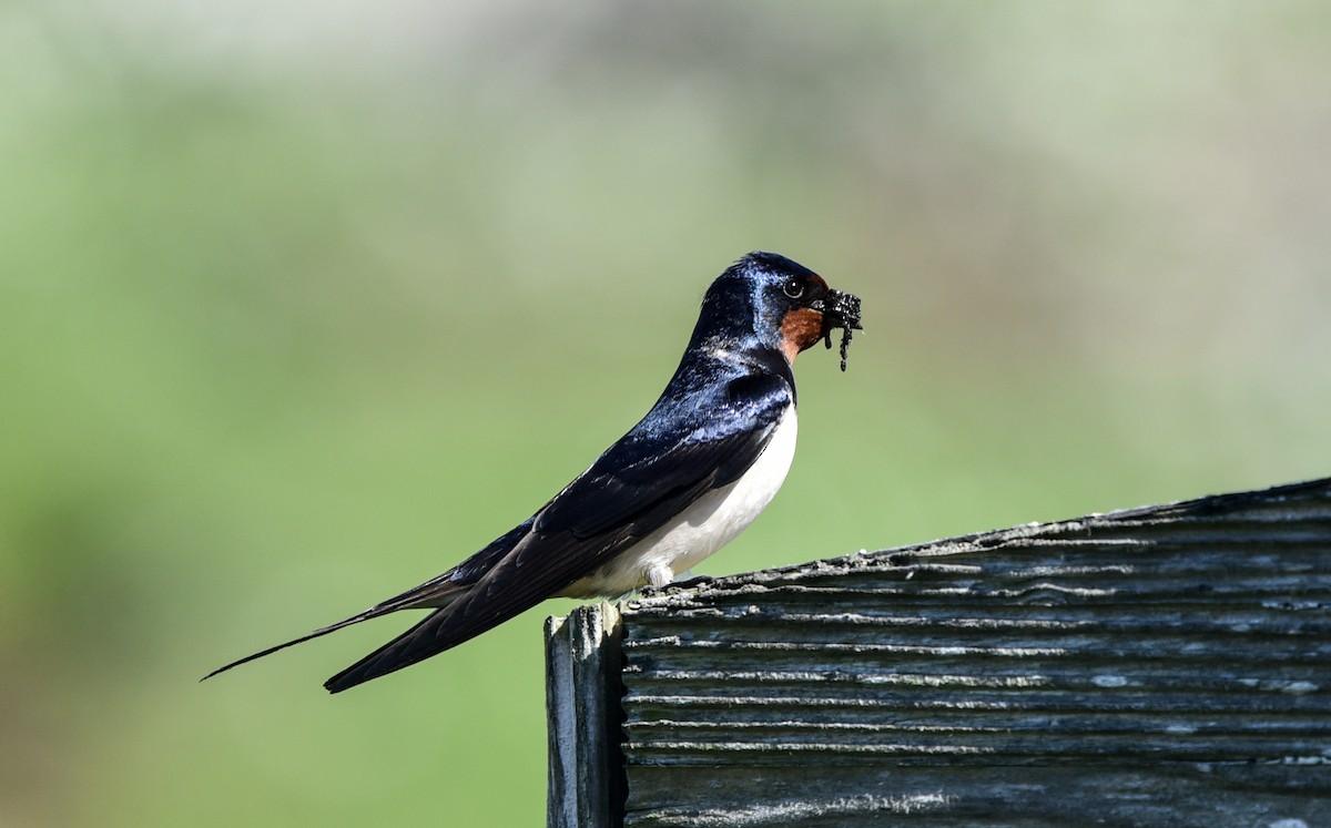 Barn Swallow - Bruce Wedderburn