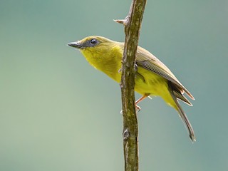  - Bornean Whistler