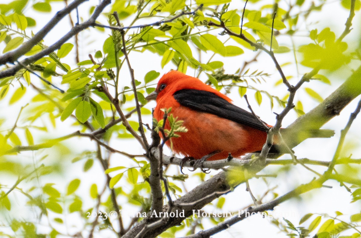 Scarlet Tanager - ML570790181