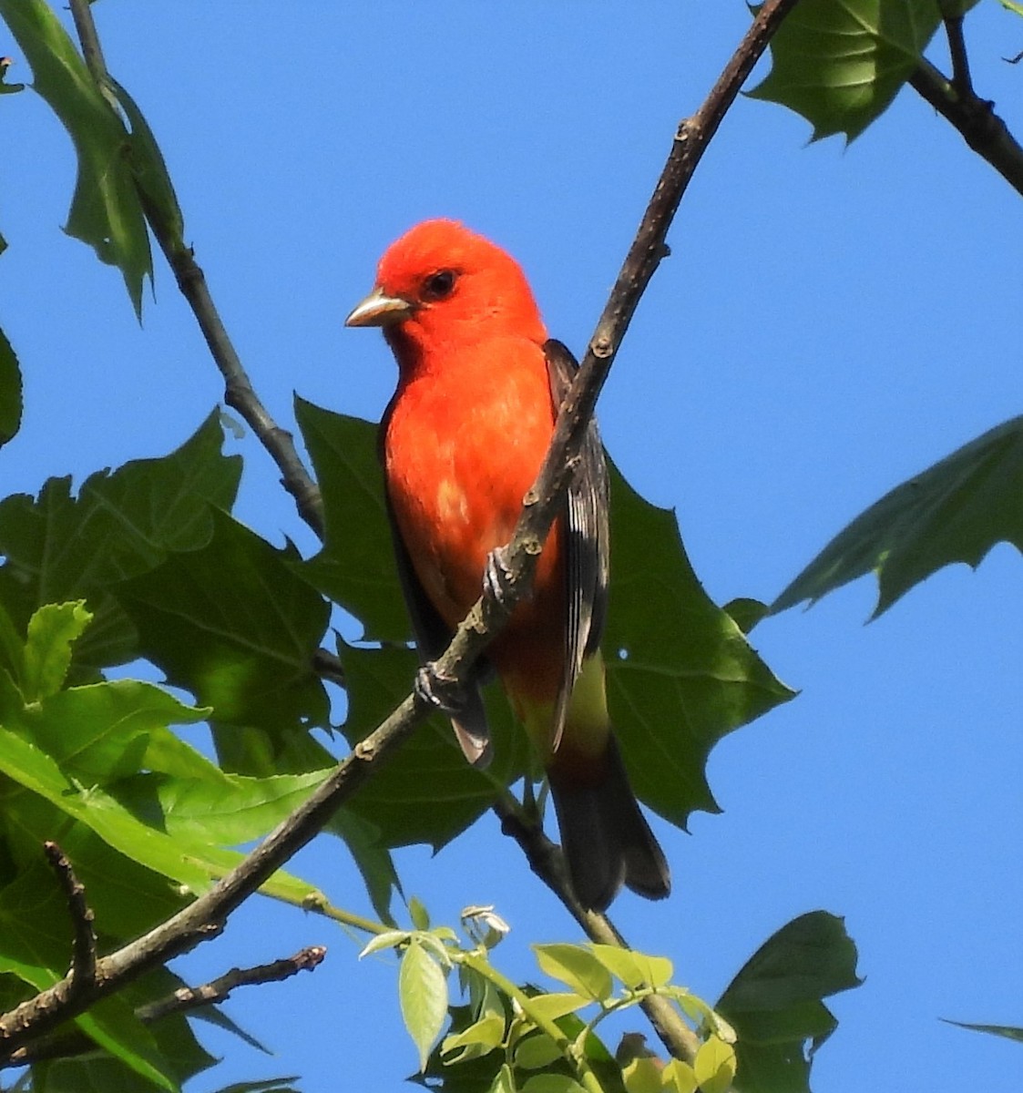 Scarlet Tanager - ML570790331