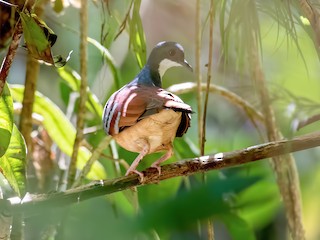  - Mindanao Bleeding-heart