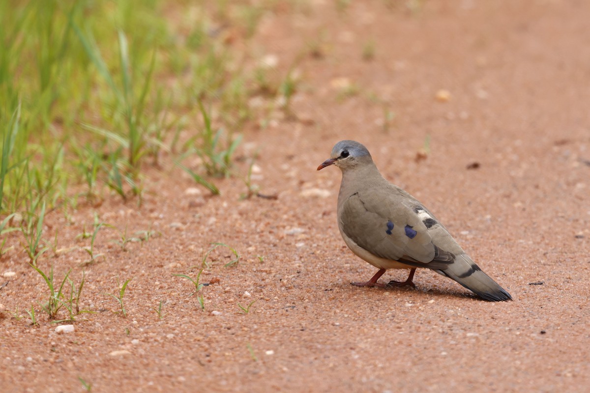 Blue-spotted Wood-Dove - Daniel Branch