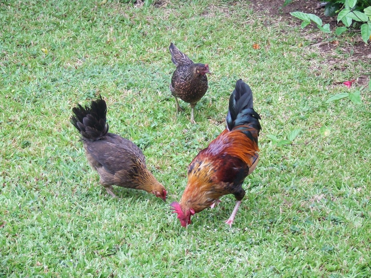תרנגול בר (מבוית) - ML57079221