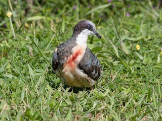 Pombo-apunhalado, Pombo-apunhalado Gallicolumba luzonica Vi…