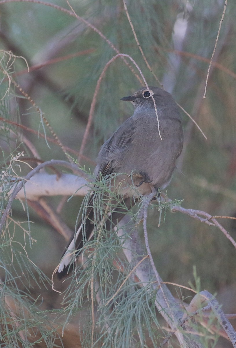 Townsend's Solitaire - ML570792881
