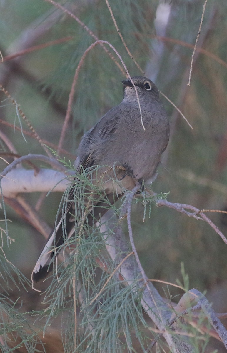 Townsend's Solitaire - ML570792911